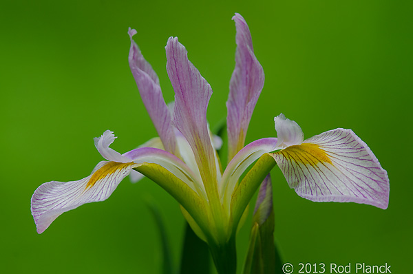 Wild Iris, Summer Safaris, Michigan