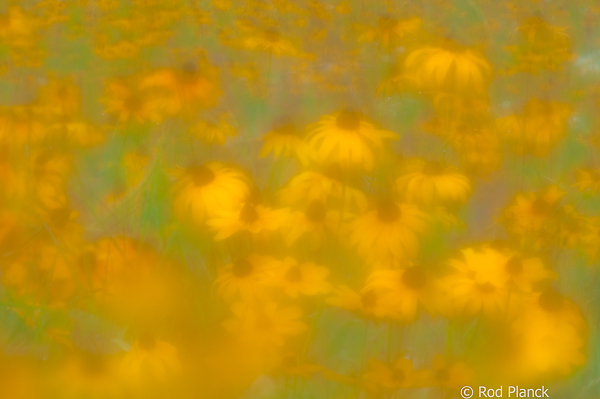 Field of Black-eyed Susans, Multiple Exposure, Foggy Bogs and Dewy Insects Workshop, Michigan
