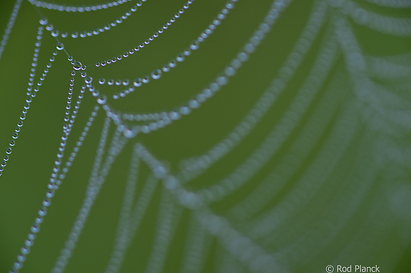 Dew Covered Spider Web, Foggy Bogs and Dewy Insects Workshop, Michigan