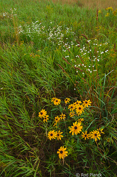 Wildflower Display, Foggy Bogs and Dewy Insects Workshop, Michigan