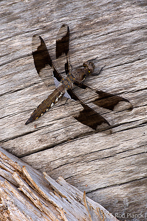 Michigan+dragonflies+pictures