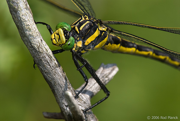 Michigan+dragonflies+pictures