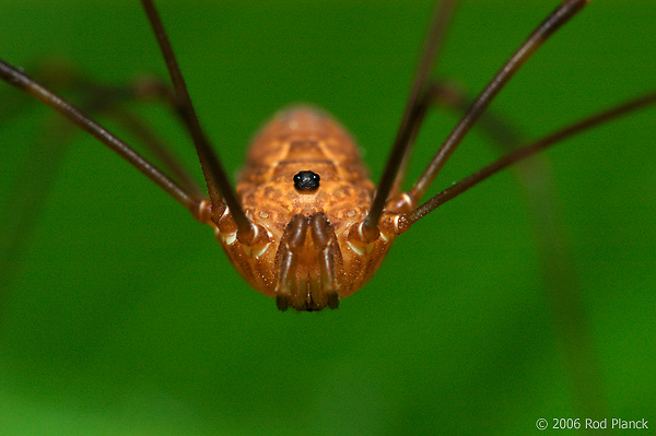 Harvestmen or Daddy-long-legs, Summer