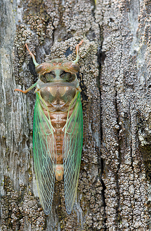 Periodical Cicada, (Magicicada spp.), Summer, Michigan