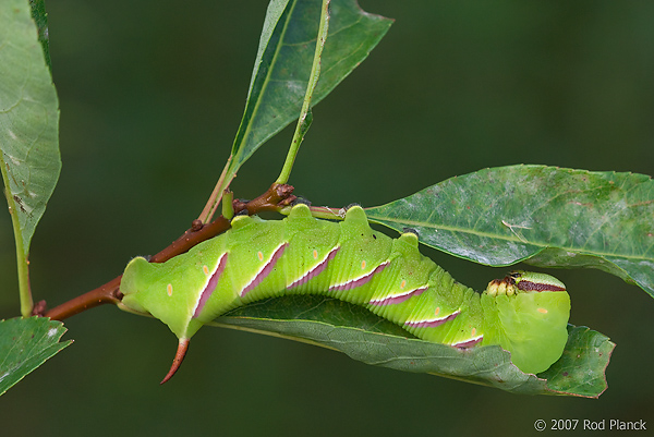 Sphinx Moth Caterpillar, (Sphingidae), Summer, Michigan
