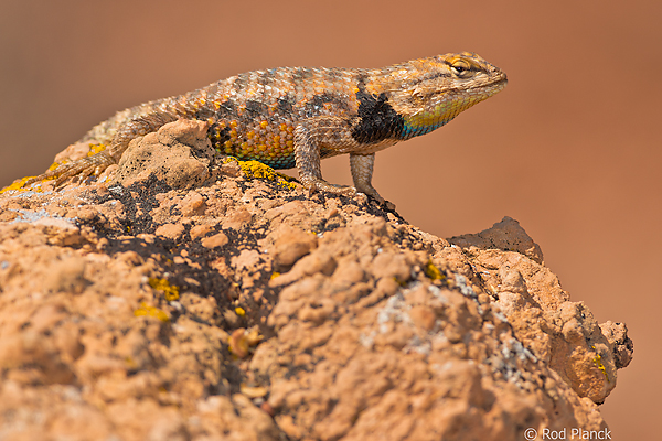 Desert Spiny Lizard, Capitol Reef National Park, UT