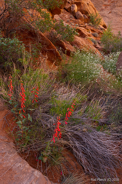 Eaton's Penstemon (Penstemon eatonii) and Fremont's Peppergrass (Lepidium fremontii) Glen Canyon National Recreation Area Utah