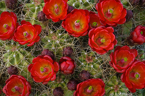 Claret Cup Cactus (Echinocereus triglochidiatus) Grand Staircase Escalante Natinal Monument, Utah Spring