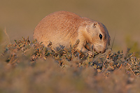 Badlands National Park, Wind Cave National Park, Custer State Park and National Grasslands, South Dakota