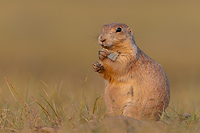 Badlands National Park, Wind Cave National Park, Custer State Park and National Grasslands, South Dakota