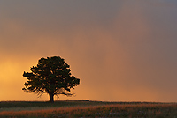 Badlands National Park, Wind Cave National Park, Custer State Park and National Grasslands, South Dakota