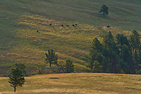 Badlands National Park, Wind Cave National Park, Custer State Park and National Grasslands, South Dakota