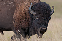 Badlands National Park, Wind Cave National Park, Custer State Park and National Grasslands, South Dakota