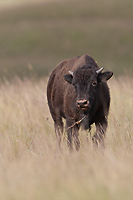 Badlands National Park, Wind Cave National Park, Custer State Park and National Grasslands, South Dakota