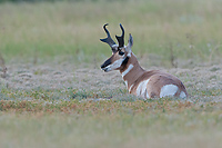 Badlands National Park, Wind Cave National Park, Custer State Park and National Grasslands, South Dakota