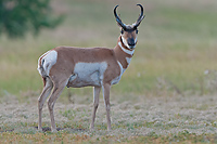 Badlands National Park, Wind Cave National Park, Custer State Park and National Grasslands, South Dakota