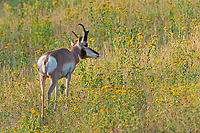 Badlands National Park, Wind Cave National Park, Custer State Park and National Grasslands, South Dakota