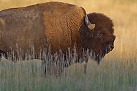 Badlands National Park, Wind Cave National Park, Custer State Park and National Grasslands, South Dakota