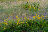 Badlands National Park, Wind Cave National Park, Custer State Park and National Grasslands, South Dakota