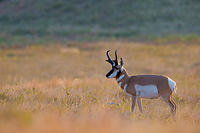 Badlands National Park, Wind Cave National Park, Custer State Park and National Grasslands, South Dakota