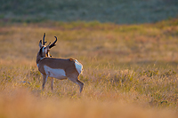 Badlands National Park, Wind Cave National Park, Custer State Park and National Grasslands, South Dakota