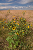 Sunflower, Grasslands, South Dakota