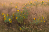 Sunflowers, Multiple Exposure, South Dakota