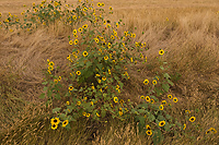 Sunflowers, South Dakota