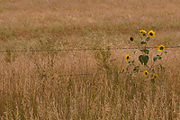 Sunflowers; South Dakota