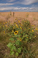 Sunflowers; South Dakota