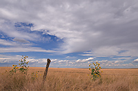 Sunflowers; South Dakota