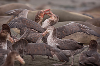 Giant Petrels Fighting Over Carcass, Southern Elephant Seal, Pup, St Andrews Bay, South Georgia Island