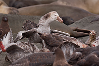 Giant Petrels Fighting Over Carcass, St Andrews Bay, South Georgia Island