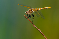 Variegated Meadowhawk, Female, Owens Valley, California