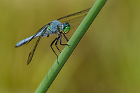 Western Pondhawk, Owens Valley, California