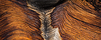 Bristlecone Pine, Ancient  Bristlecone Pine Forest, White Mountains, California