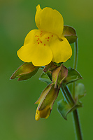 Monkeyflower, Eastern Sierra Nevada, California