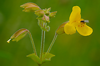 Monkeyflower, Eastern Sierra Nevada, California