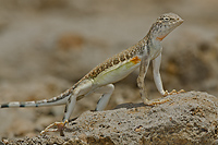 Zebra-tailed Lizard, Owens Valley, California