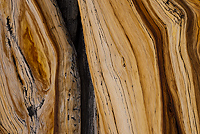 Bristlecone Pine, Ancient  Bristlecone Pine Forest, White Mountains, California