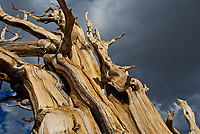 Bristlecone Pine, Ancient  Bristlecone Pine Forest, White Mountains, California