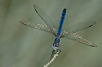 Blue Dasher Dragonfly, Owens Valley, California