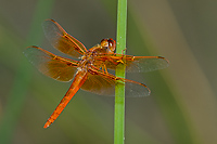 Flame Skimmer Dragonfly, Ownes Valley, California