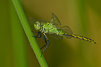 Western Pondhawk, Owens Valley, California