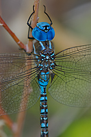 Blue-eyed Darner, Owens Valley, California