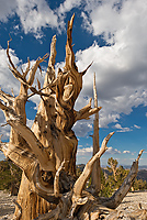 Bristlecone Pine, Ancient  Bristlecone Pine Forest, White Mountains, California