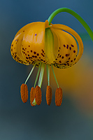 Kelly's Tiger Lily, Rock Creek Canyon, California