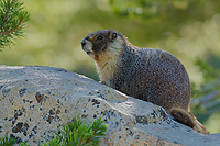 Yellow-bellied Marmot, Tuolumne Meadow, Yosemite National Park, California