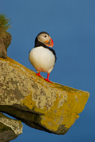 Atlantic Puffin, (Fratercula arctica), Iceland