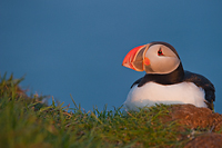 Atlantic Puffin, (Fratercula arctica), Iceland